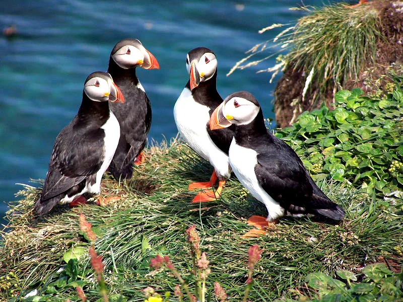 Puffins on the cliff edge