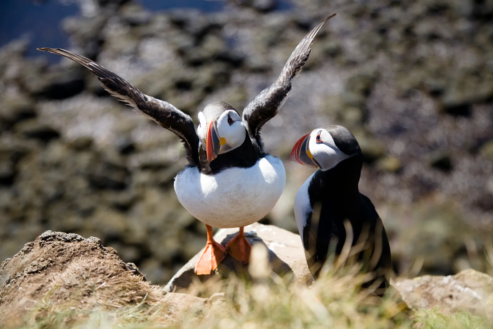 Puffins at the cliff top