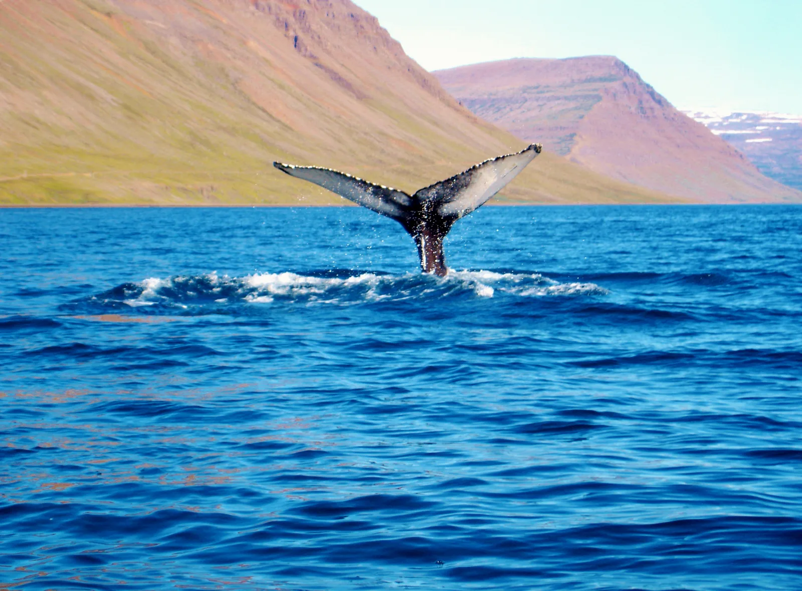 A humpback whale in the fjord